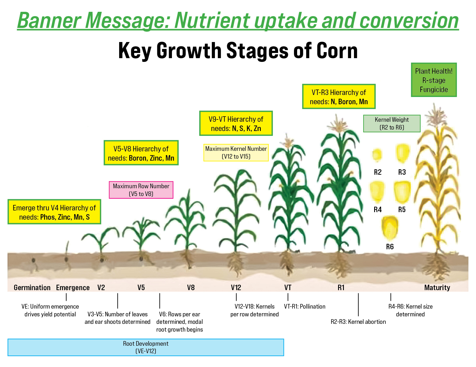 Formula for High Yield Corn | Farmers Cooperative Society